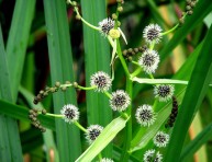 imagen Plantas acuáticas: Sparganium