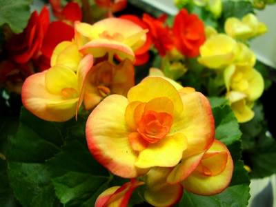 Tipos de begonias