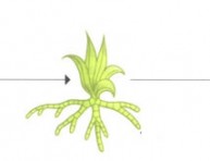 imagen Tipos de reproducción de plantas