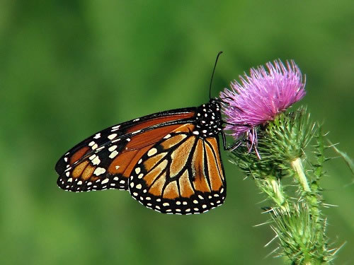 Algunas ideas para atraer a las mariposas a tu jardín