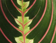 imagen Maranta, planta tropical