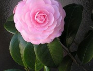 imagen Las Camelias, siempre hermosas