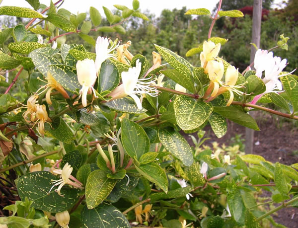 Lonicera japonica AureoReticulata 1