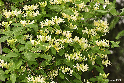 Lonicera japonica AureoReticulata 2