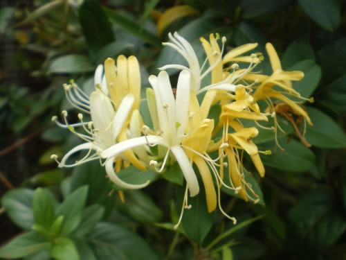 Lonicera japonica Madreselva 2