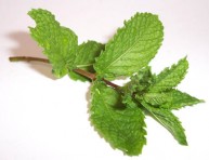 imagen Menta, aromática y medicinal