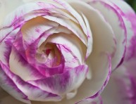 imagen Ranúnculos, bulbos de flor