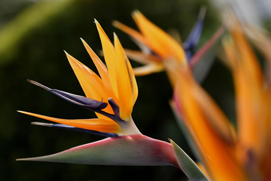 Strelitzia o Ave del Paraíso