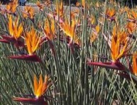 imagen Strelitzia o Ave del Paraíso