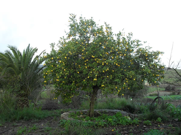 proteccion-del-limonero-contra-plagas-01 cuidados del limonero 1