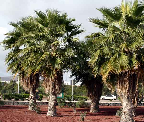 Palmeras resistentes al frío 3