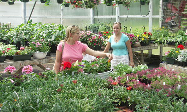 Como se venden las plantas en el vivero