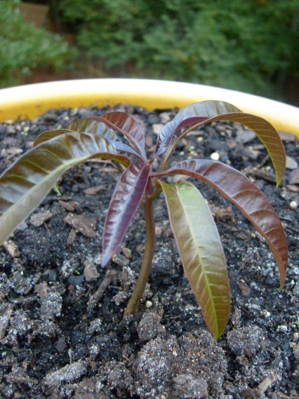 Cómo plantar una semilla de mango 1