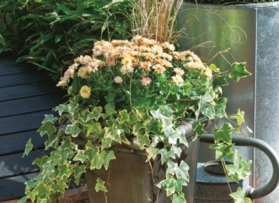 Composición de vivaces en jardinera