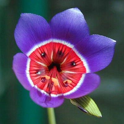 Geissorhiza radians 2