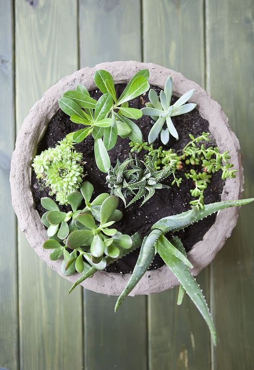 Jardín de suculentas en una maceta 1