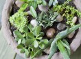 imagen Jardín de suculentas en una maceta