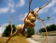 imagen Plagas: babosas, caracoles y su control