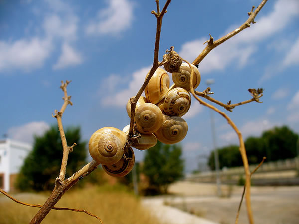 Babosas y caracoles