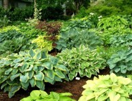 imagen Hostas en tu jardín