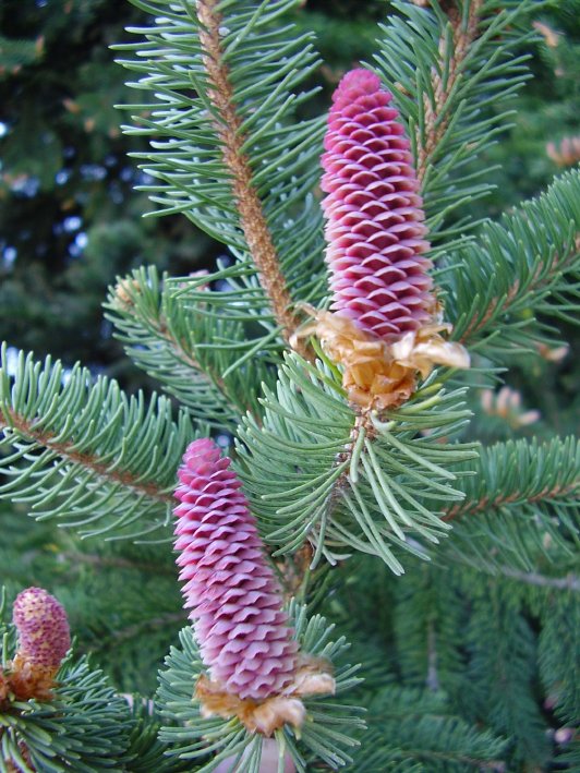 Plantar coníferas en el jardín