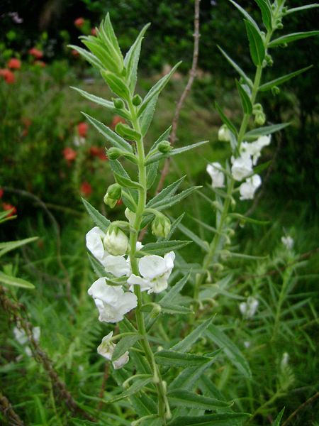 Plantas colaboradoras del rosal 1