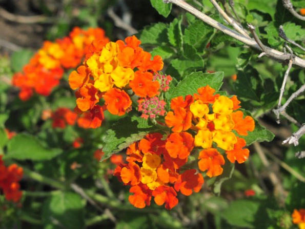 Plantas colaboradoras del rosal 6