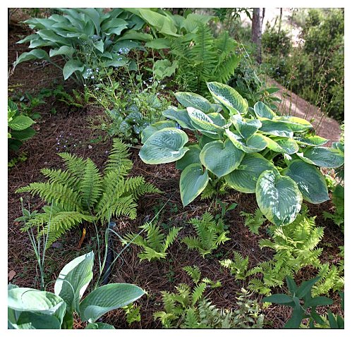 Plantas para macizos sombreados 1