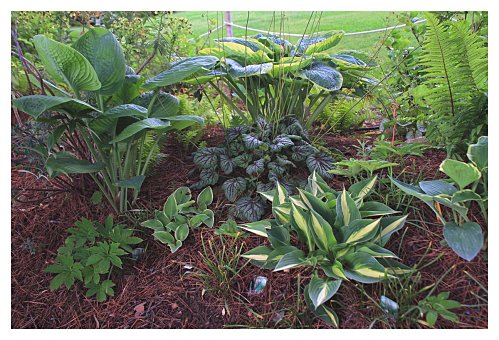 Plantas para macizos sombreados 2