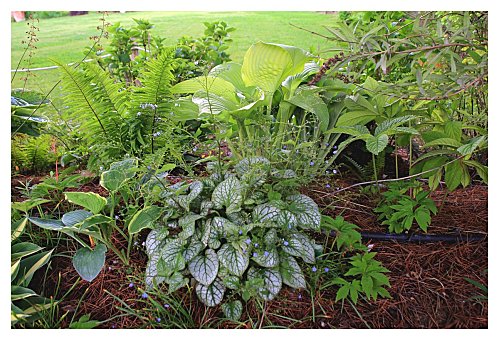 Plantas para macizos sombreados 3