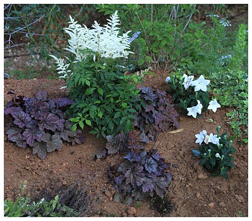 Plantas para macizos sombreados 5