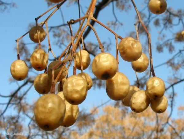 Frutos de paraíso