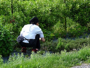 Recolectar y conservar las hierbas aromáticas 2