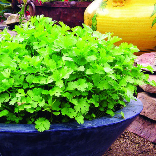 cilantro fresco durante más tiempo 1