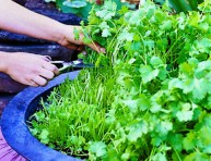 imagen Para tener cilantro fresco durante más tiempo