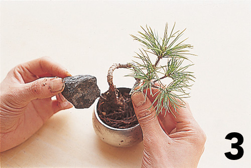 Cómo montar un keshiki bonsai4