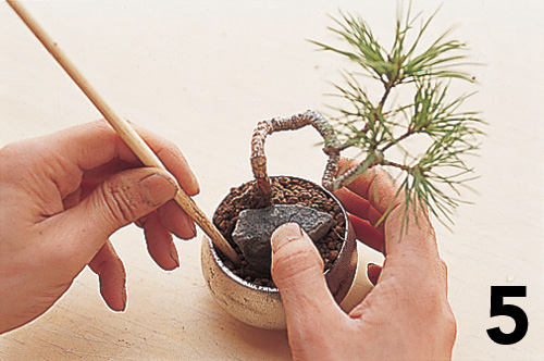 Cómo montar un keshiki bonsai6