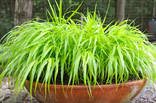 La Hakonechloa 1