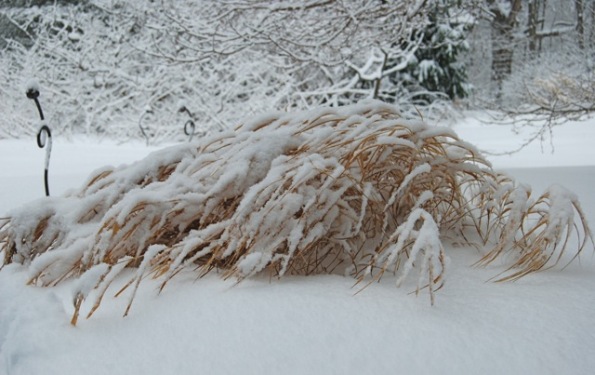 La Hakonechloa 3