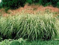 imagen Cultivo y cuidados de las hierbas ornamentales