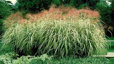 Cultivo y cuidados de las hierbas ornamentales 1