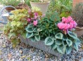 imagen Mini-ciclamen para una jardinera chic