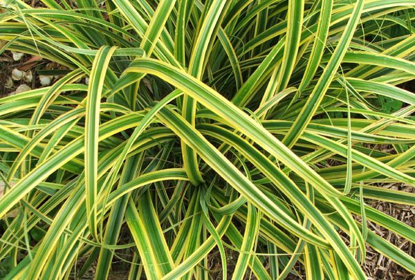 Plantas de interior resistentes 1