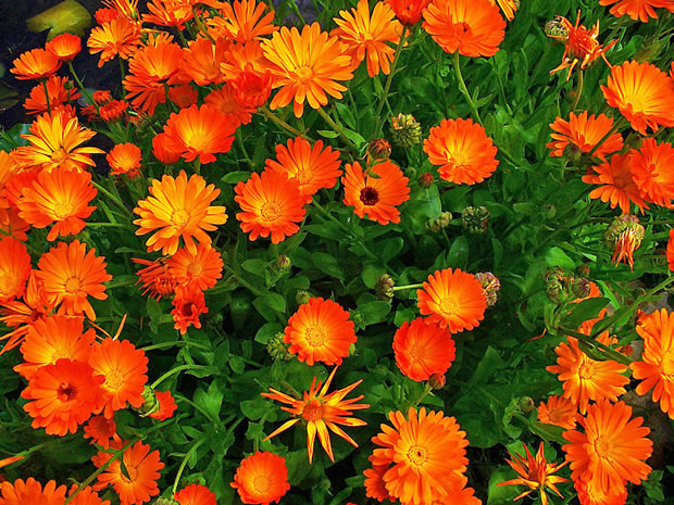 calendula