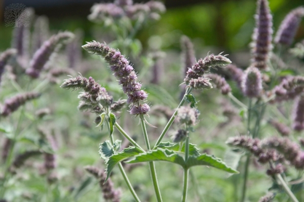 Plantas contra mosquitos 2