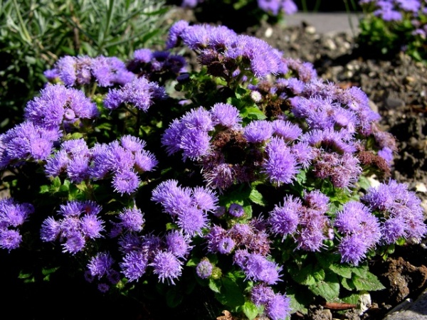 Plantas contra mosquitos 4