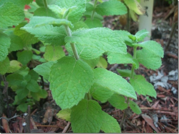 Cortar las hierbas aromáticas 1