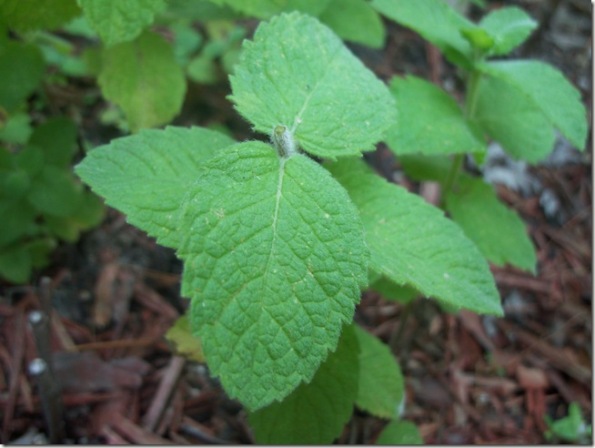 Cortar las hierbas aromáticas 3