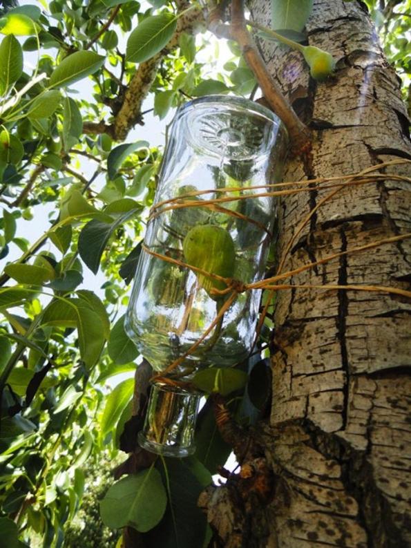 Pera dentro de una botella 1