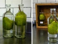 imagen Cómo introducir una pera en una botella